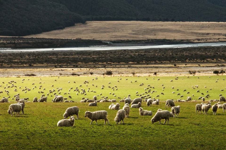 New Zealand landscape representing the rural shipping market
